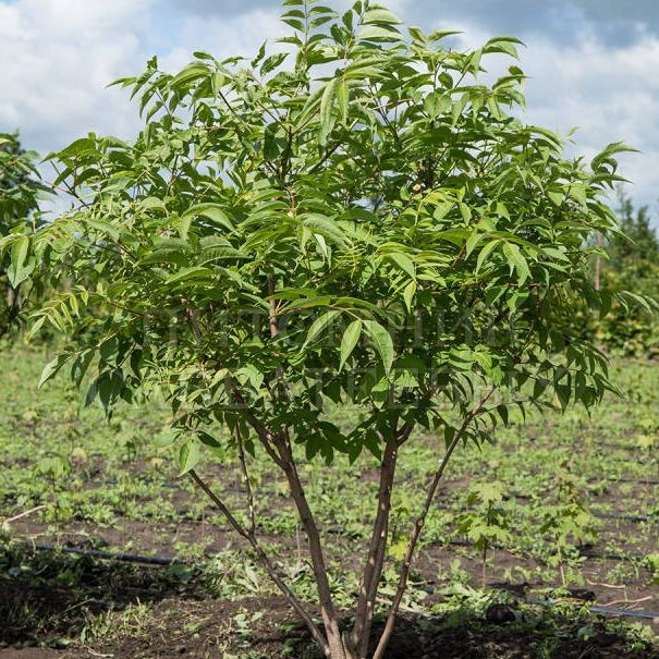 Коркове дерево амурське (Phellodendron amurense Rupr.)