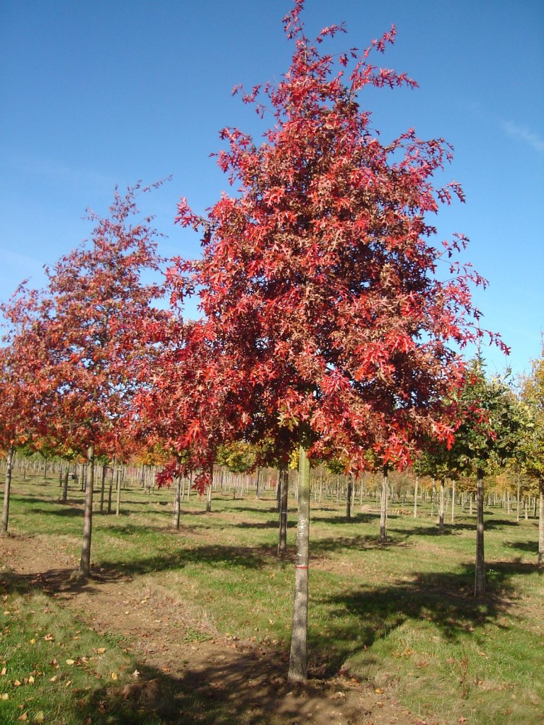 Дуб болотний  (Quercus palustris)