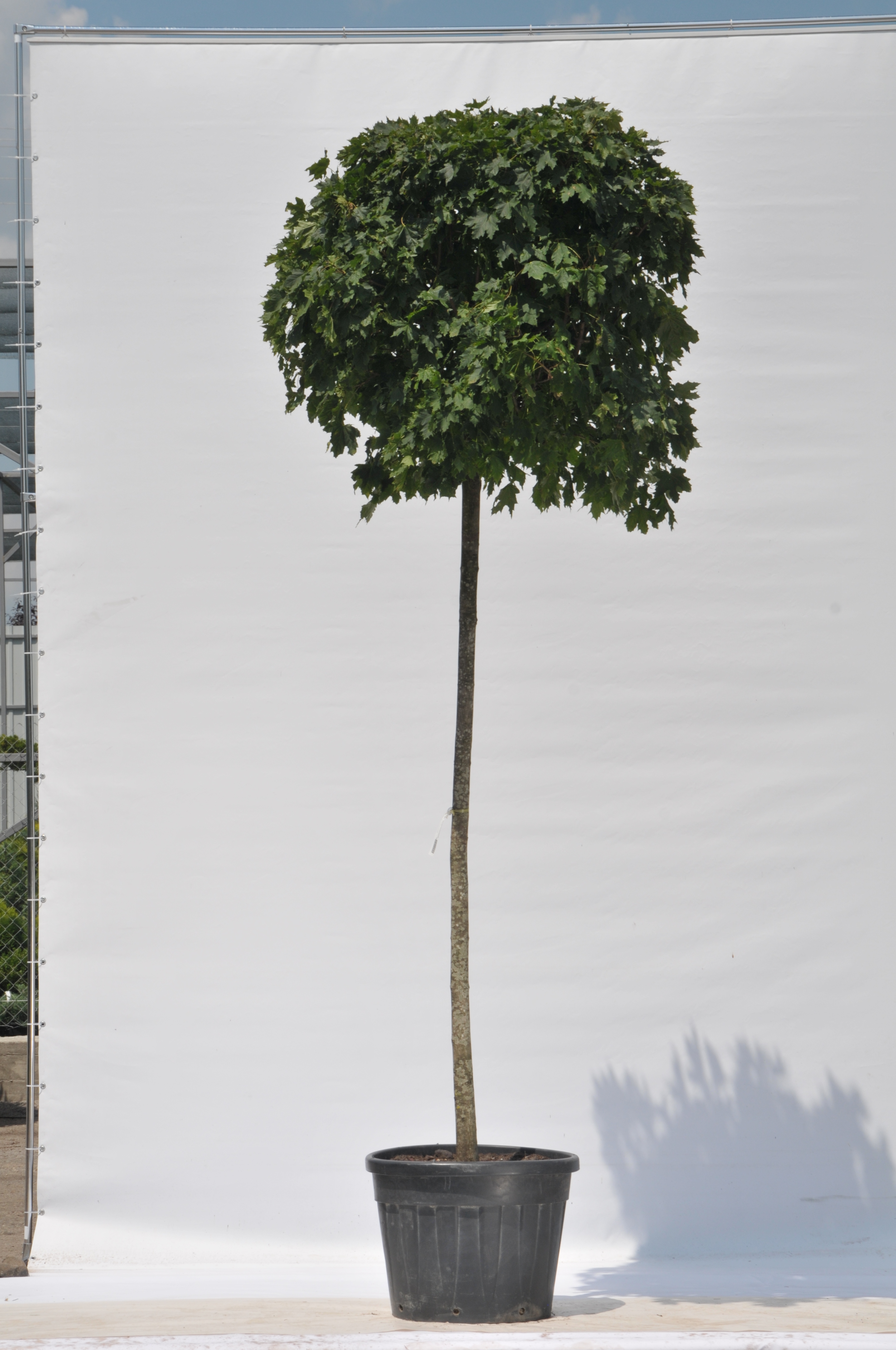 Клен гостролистий Глобозум (Acer platanoides Globosum)