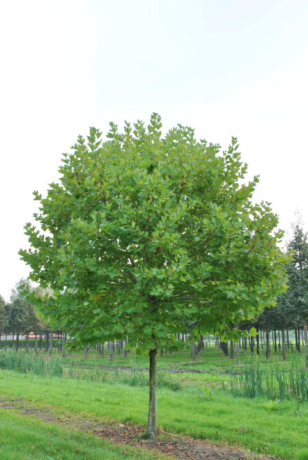 Платан кленолистий (Platanus x hispanica Acerifolia)