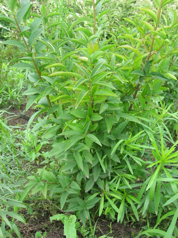 Бірючина звичайна  (Ligustrum vulgare)