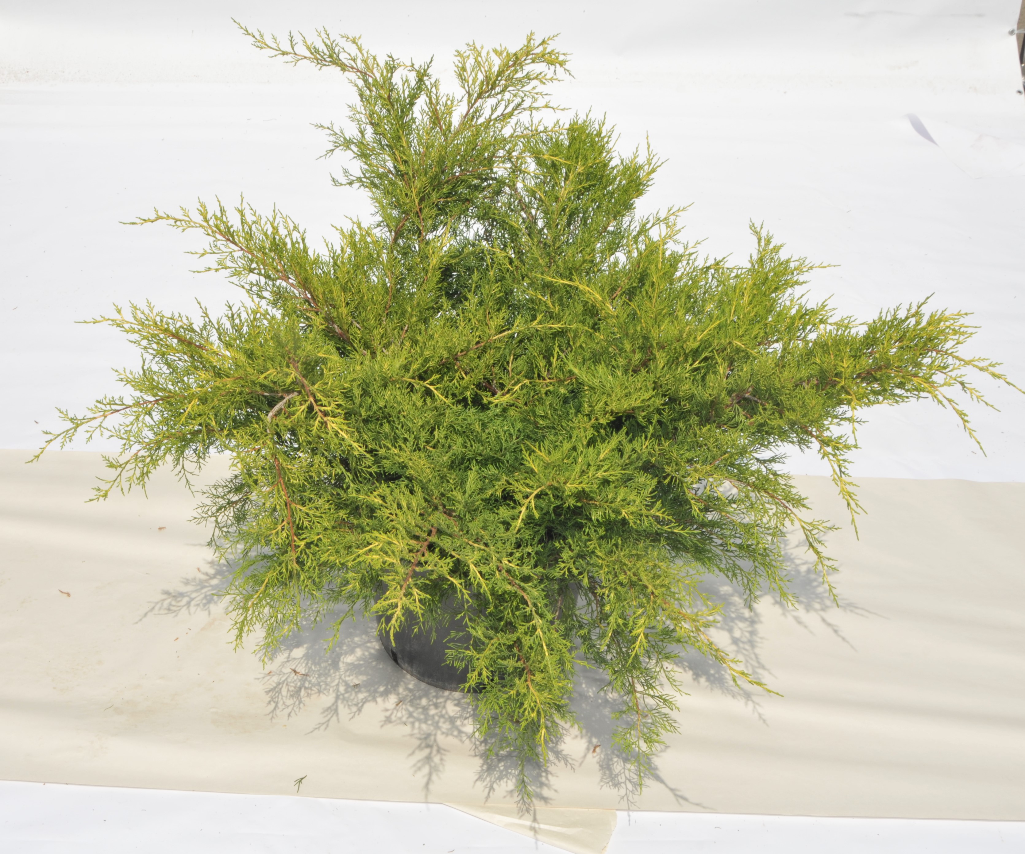 Juniperus media / pfitzeriana Old Gold