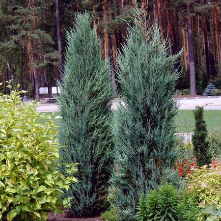 Ялівець скельний Блю Ерроуl (Juniperus scopulorum Blue Arrow)
