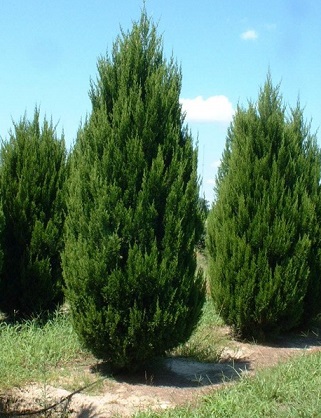 Juniperus chinensis Spartan