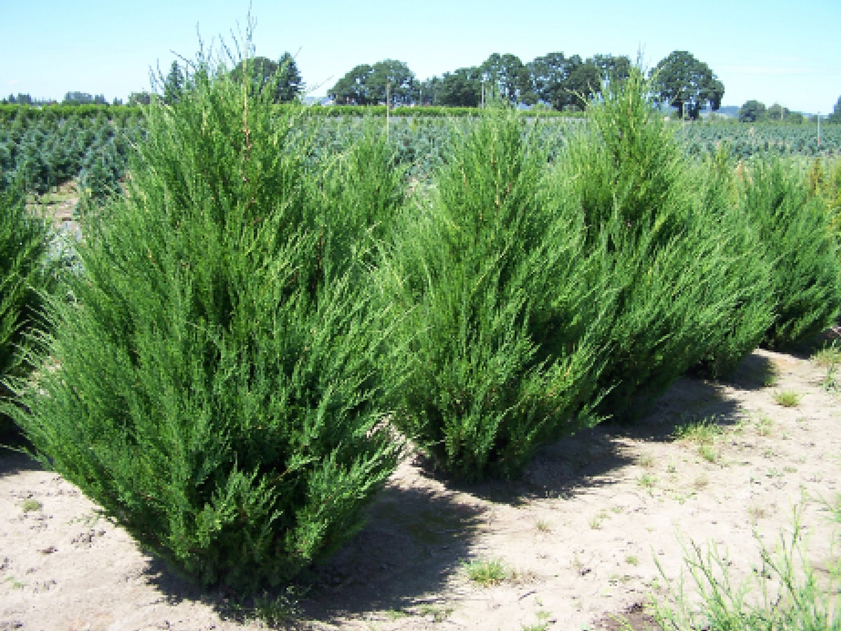 Juniperus chinensis Spartan