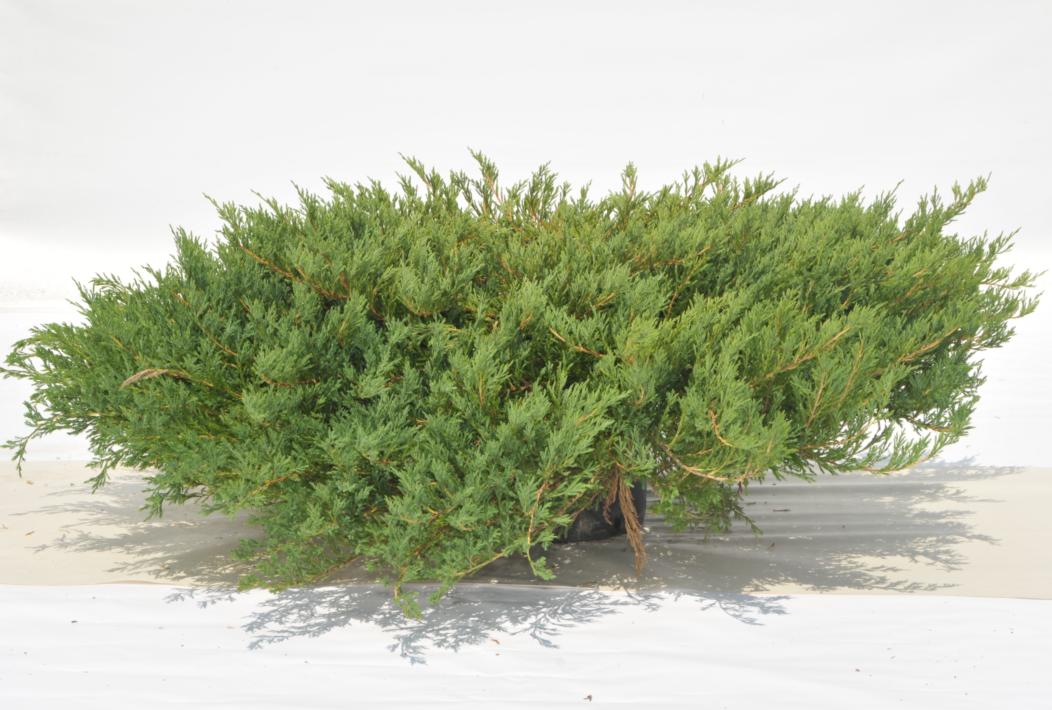  Juniperus horizontalis Blue Chip