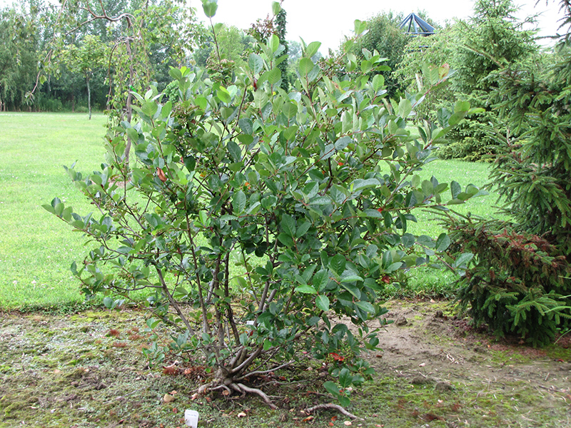 Горобина /Аронія чорноплідна (кущ) (Aronia melanocarpa (bush))