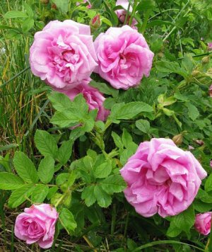 Гібриди рози Ругоза (Hybrid Rugosa )