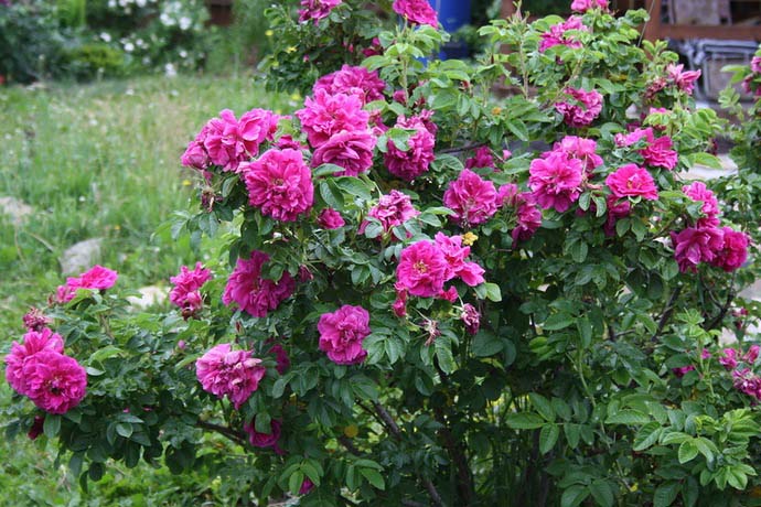 Гибриды розы Ругоза