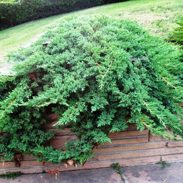 Ялівець лежачий Nana (Juniperus procumbens Nana)