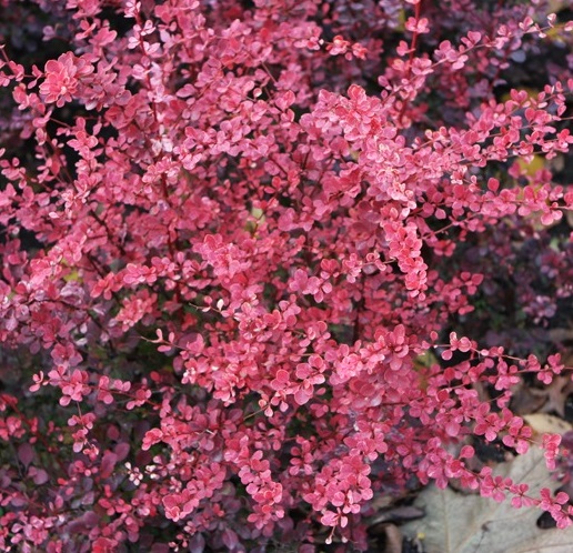 Berberis thunbergii Pink Queen